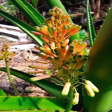 Image result for Erythroxylum platycladum