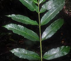 Image result for Pauridiantha