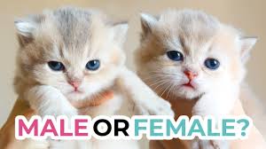 How old should a kitten be to be adopted? How To Tell The Sex Of A Kitten At 3 Weeks Old British Shorthair Scottish Fold Kittens Quiz Youtube
