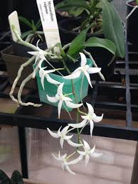 Image result for Mystacidium tanganyikense