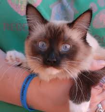 Gena Is Beautiful In Spirit And Appearance And She Is Ready For Adoption At Nevada Spca Www Nevadaspca Org She Is A Young Balinese Spayed Girl 3 Years Of
