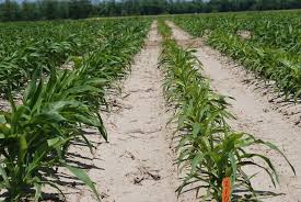 Jun 28, 2021 · nematodes are microscopic roundworms that dwell in the soil. Plant Parasitic Nematodes In Corn