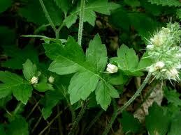 Image result for Hydrophyllaceae