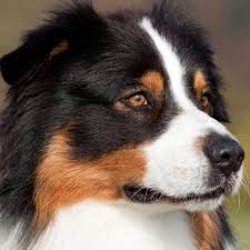 I think australian shepherds are wonderful dogs that make a great addition to any family. Australian Shepherd Breed Information Characteristics Heath Problems Dogzone Com