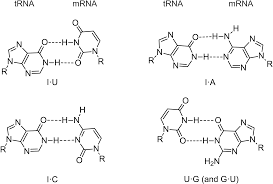 transcription translation and replication