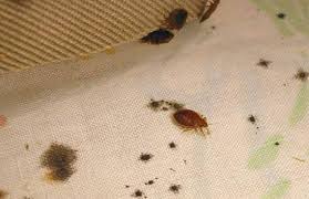 201 bonnieville dr calera, al, al 35040. Bed Bug Pest Control Dubai 2020 Lulu Pest