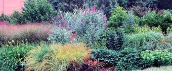 Butterfly gardening has become one of the most popular hobbies today. Butterfly Bush Michigan Gardener