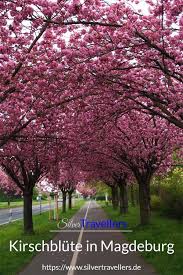 Im Holzweg In Magdeburg Kann Man Alljahrlich Im Fruhling Ein Faszinierendes Bild Geniessen Japanische Zierkirschen Schone Landschaften Schone Natur Rosa Baume