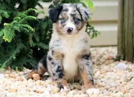 $0 (phx > san tan valley) pic hide this posting restore restore this posting. Moe Australian Shepherd Mini Puppy For Sale Keystone Puppies