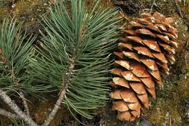 Image result for Pinus