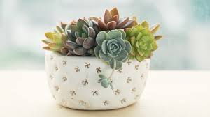 Plastic planter, homenote 7/6/5.5/4.8/4.5 inch flower pot indoor modern decorative plastic pots for plants with drainage hole and tray for all house plants, succulents, flowers, and cactus, white. The Best Succulent Planters That You Can Buy On Amazon Stylecaster