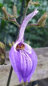 Image result for Brillantaisia oligantha