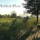 Hidden Wonders Nature Walk event image