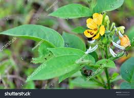 Image result for Senna hirsuta