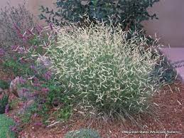 On display from late spring until fall, they rise above a foliage mound of narrow, blue. Bouteloua Gracilis Blonde Ambition P P 22048 Blonde Ambition Blue Grama Mountain States Wholesale Nursery