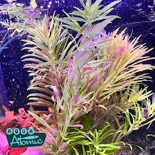 Image result for Limnophila