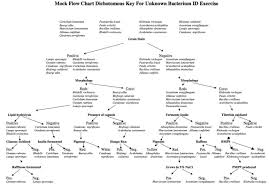 Flow Chart For Unknown In Microbiology Microbiology