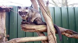 The term civet applies to over a dozen different mammal species. Luwak Civet Cat Picture Of Dierenpark Taman Indonesia Kallenkote Tripadvisor
