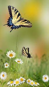See the best free download 3d wallpaper for laptop collection. Butterfly Phone Wallpapers On Wallpaperdog