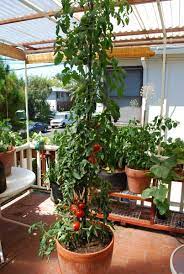 Under 2 feet plants, grows flavorful red cherry. Growing Tomatoes In Containers Growing Tomatoes In Pots Container Tomatoes