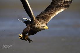 Black Bird With White Tail Tip Hunt White Tailed Eagle At Hunt Bird Birdwatching Feather Animal Wildlife Nature White Tailed Eagle Eagle Largest Bird Of Prey