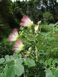 Image result for Samanea leptophylla