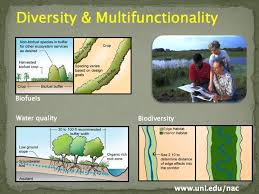 By Including Diversity Within The Landscape We Re Able To Increase The Multifunctionality Of The Land Forest Natural Farming Permaculture Permaculture Design
