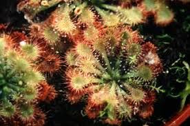 Image result for Drosera burkeana