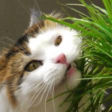 An unpleasant sour taste in your mouth, caused by stomach acid. Acid Reflux In Dogs And Cats