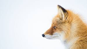 北极狐动物侧面图-手机移动版