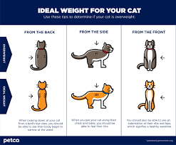 However, there can be quite a difference between breeds of cat or even body type as well as gender. Is My Cat Overweight Petco