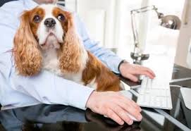 Take the quiz and find out! Which Small Animals Like To Cuddle 12 Snuggly Pets Lovetoknow