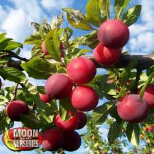 How to plant a plum tree. Santa Rosa Plum Citrus And Fruit Moon Valley Nurseries
