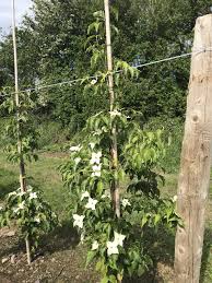 Composed of four creamy white bracts, they are followed in late summer by. Cornus Kousa Milky Way Korean Dogwood Nangle And Niesen Wholesale Tree Nursery Cork