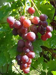 Red Cardinal Grape Table Grape Variety Grown In Medjimurje County Northern Croatia Grapes Fruits Photos Fruit Photography