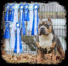 Tri color xl pitbull puppies for sale. Xl American Bully Breeders In Florida Florida State Bullys
