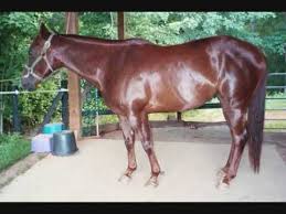 Conformation Changes Before After Hoof Trim Comparison Dog Grooming Tips Dog Grooming Horse Grooming