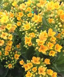 Yellow Kalanchoe How Beautiful Flowers Garden Paths