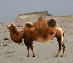 The herds are led by a dominant male. Pin On Qatar Fauna Flora