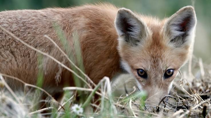 Britain scraps plan for vote on lifting fox hunting ban | Fox News