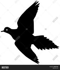 Mourning Dove Bird Vector Photo Free Trial Bigstock The mournful cooing of the mourning dove is one of our most familiar bird sounds. mourning dove bird vector photo free