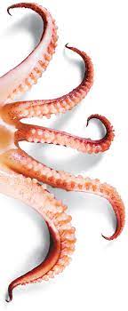 10 Tentacles 12 Recipes Octopus Recipes Squid Recipes Tentacle