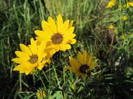 Image result for Helianthus angustifolius