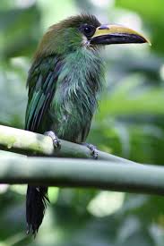 Bird With Big Mouth Name Such A Huge Mouth Rainforest Birds Birds Beautiful Birds