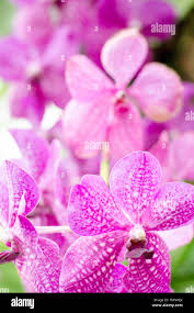 Image result for Tetradenia urticifolia