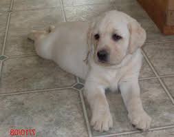 Dixie run labradors is a trusted breeder of labrador retriever puppies in all colors. English Labrador Breeders In Michigan Petsidi