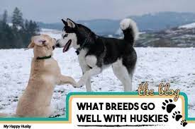 Top 10 Breeds That Huskies Get Along With Official My Happy Husky