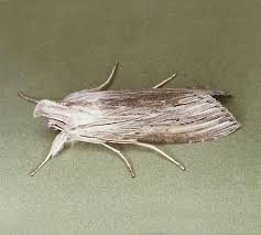 Image result for Cucullia umbratica