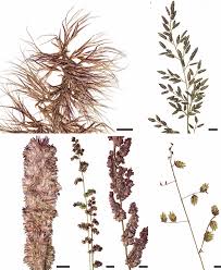 Image result for Eragrostis paniciformis