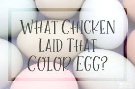 Chicken Egg Colors By Breed Silver Homestead